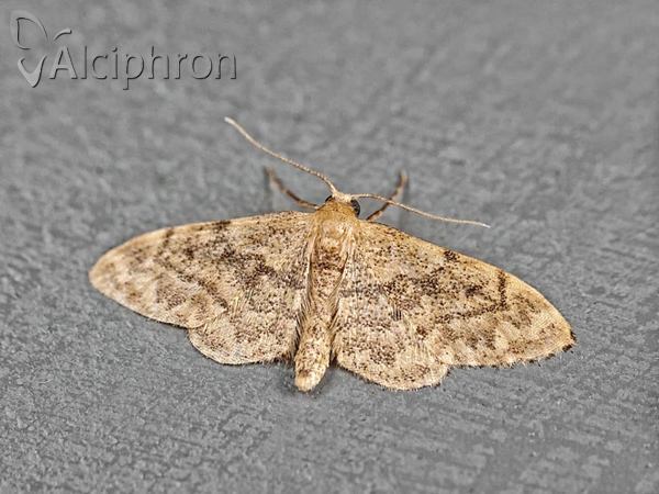 Idaea inquinata