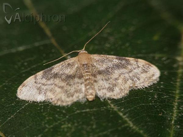 Idaea inquinata