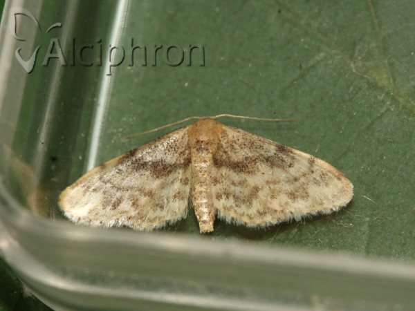 Idaea inquinata