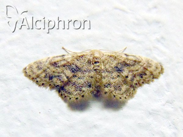 Idaea inquinata