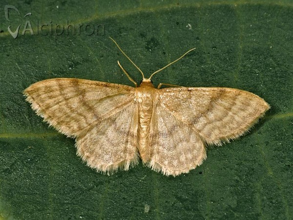 Idaea dilutaria