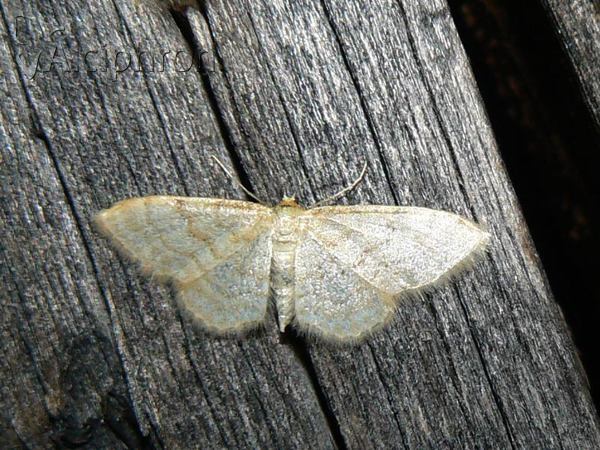 Idaea dilutaria