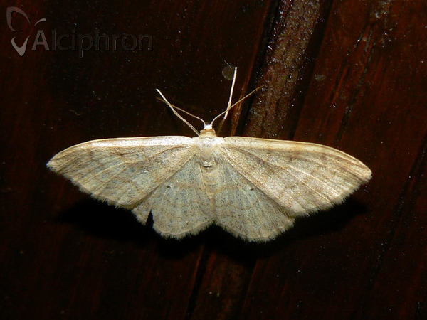 Idaea dilutaria