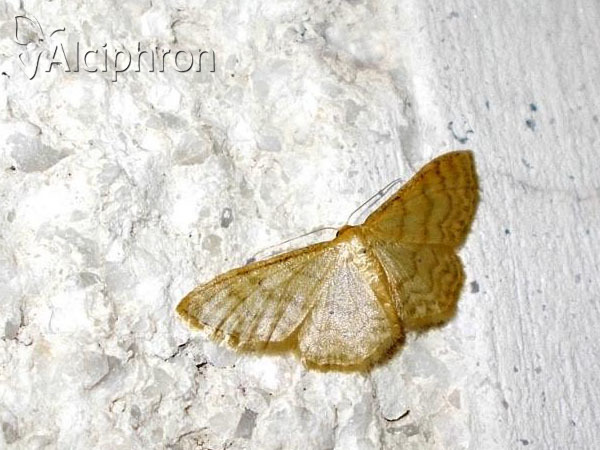 Idaea dilutaria