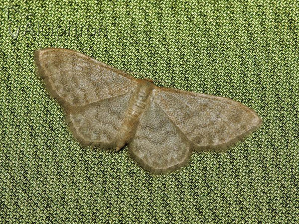 Idaea dilutaria