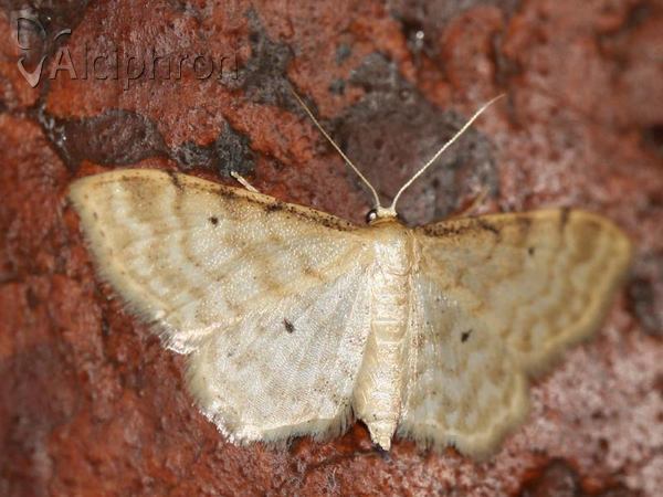 Idaea fuscovenosa