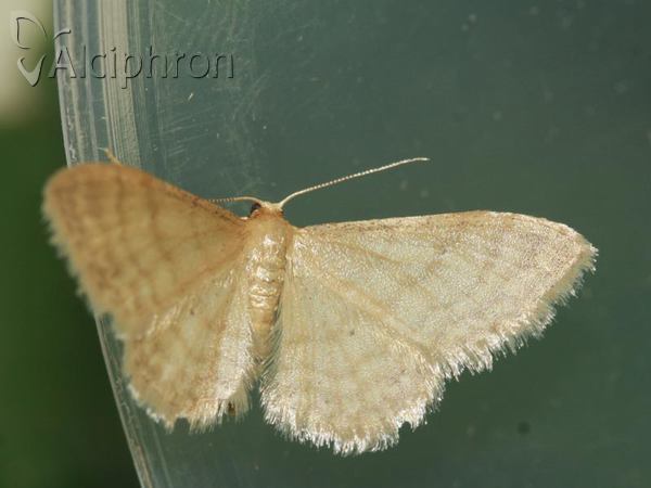 Idaea fuscovenosa