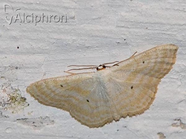 Idaea fuscovenosa