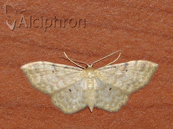 Idaea fuscovenosa