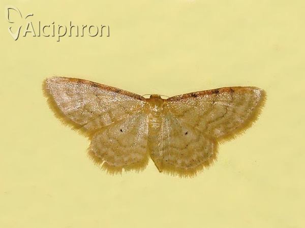 Idaea humiliata