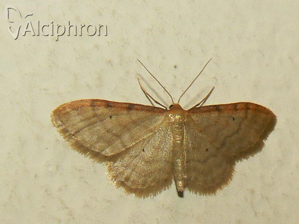 Idaea humiliata