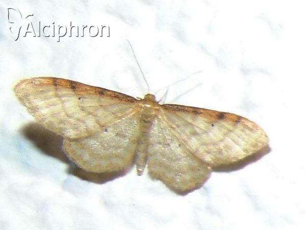Idaea humiliata