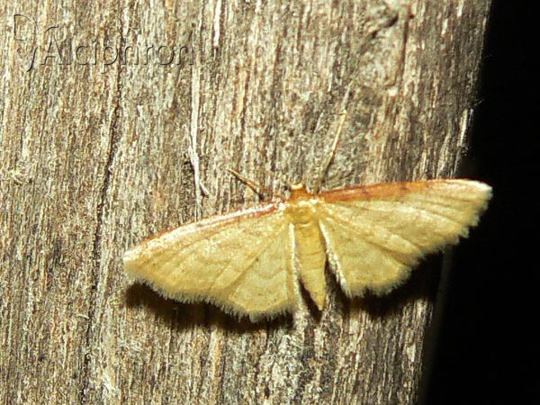 Idaea humiliata
