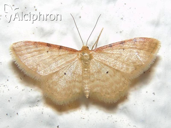 Idaea humiliata
