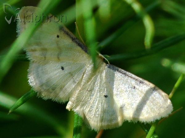 Idaea politaria