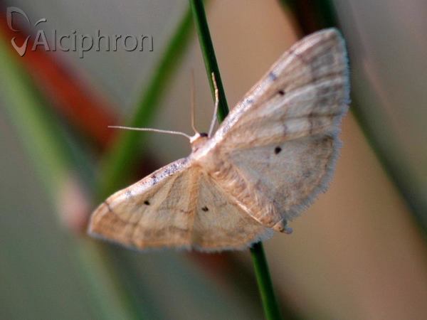Idaea politaria