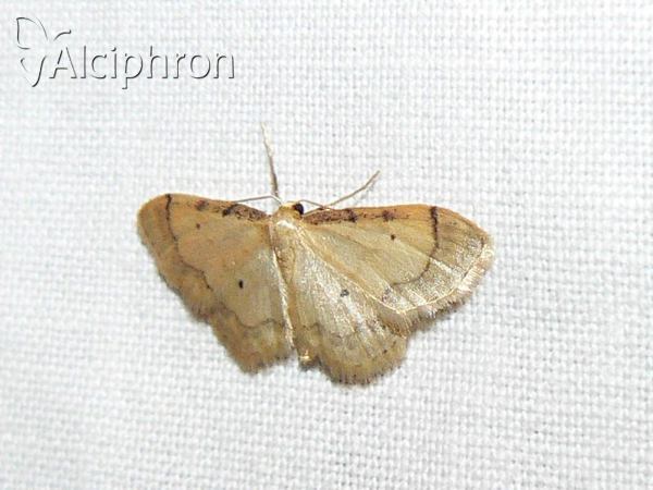 Idaea politaria