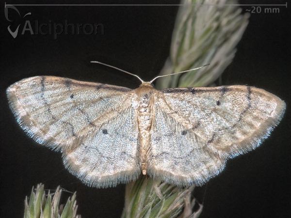 Idaea politaria