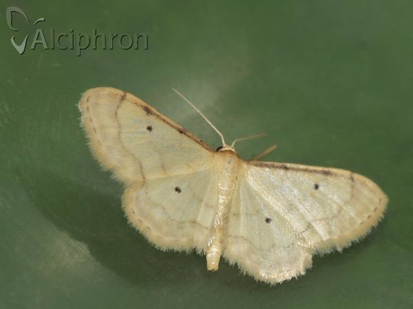 Idaea politaria