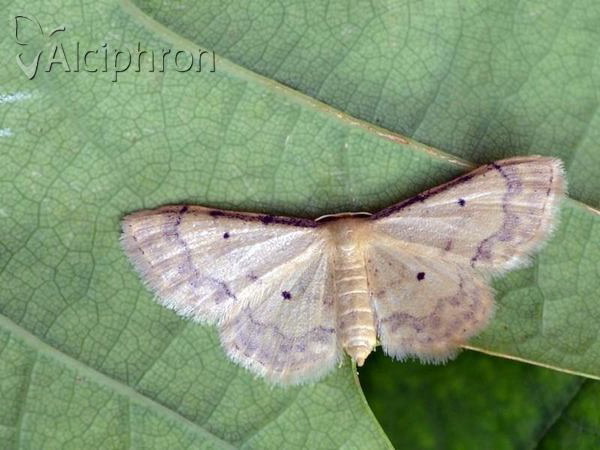 Idaea politaria
