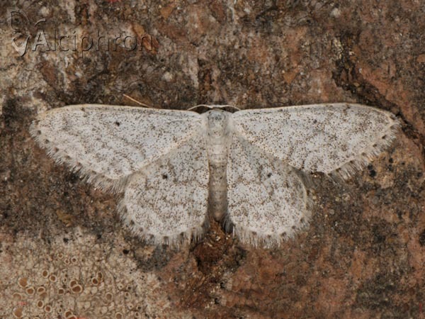 Idaea consolidata
