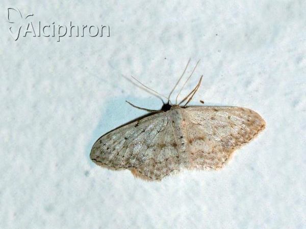 Idaea seriata