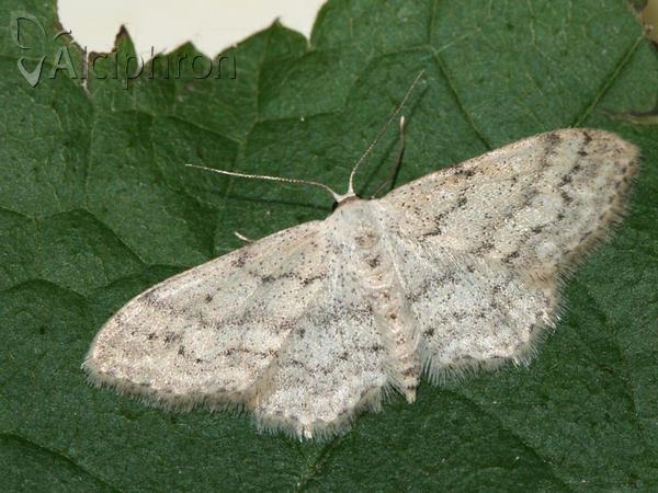 Idaea seriata