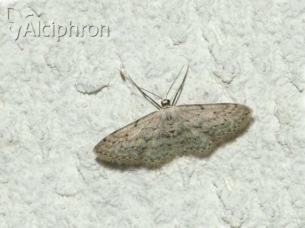 Idaea seriata
