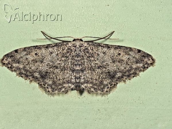 Idaea seriata