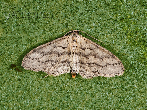 Idaea seriata