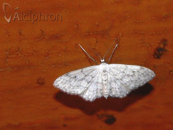 Idaea albitorquata