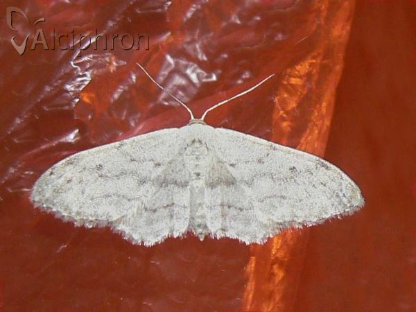 Idaea albitorquata