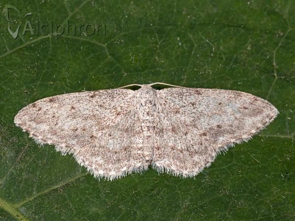 Idaea albitorquata