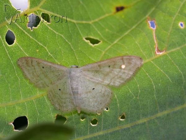 Idaea subsericeata