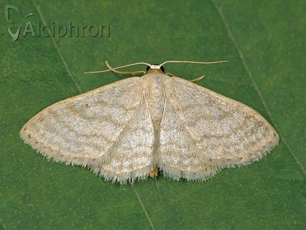 Idaea subsericeata