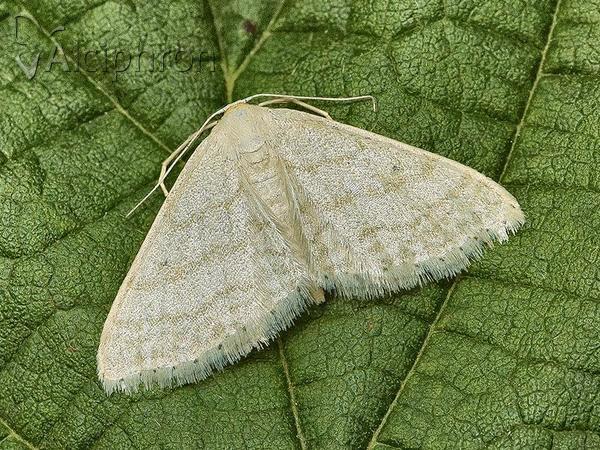 Idaea subsericeata