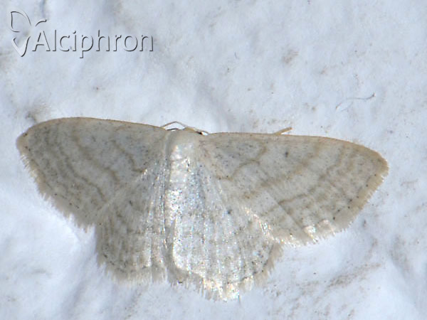 Idaea subsericeata
