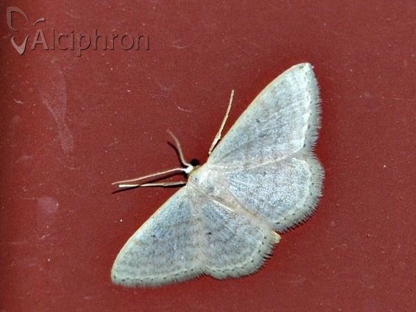 Idaea subsericeata