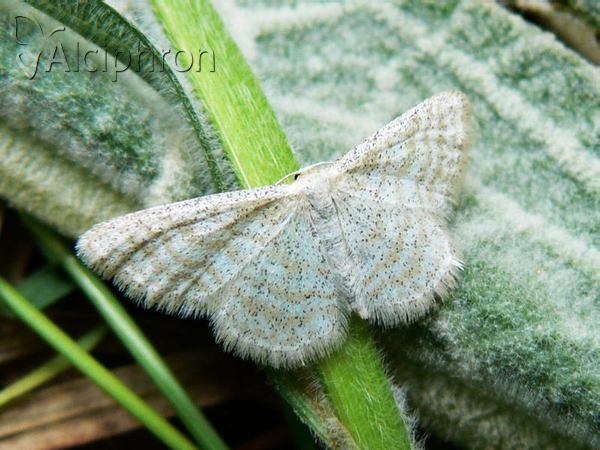 Idaea pallidata