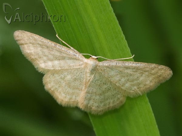 Idaea pallidata