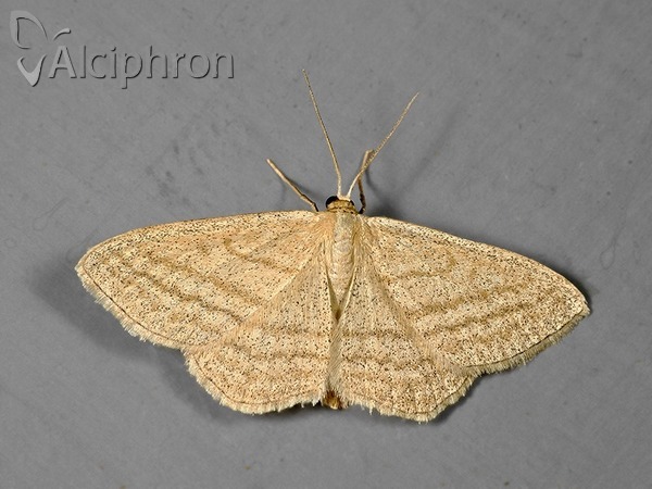 Idaea pallidata