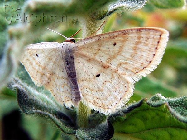 Idaea sylvestraria