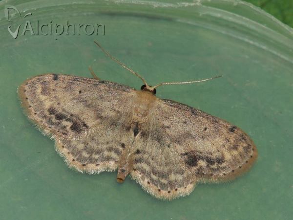 Idaea dimidiata