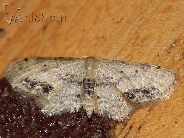 Idaea dimidiata