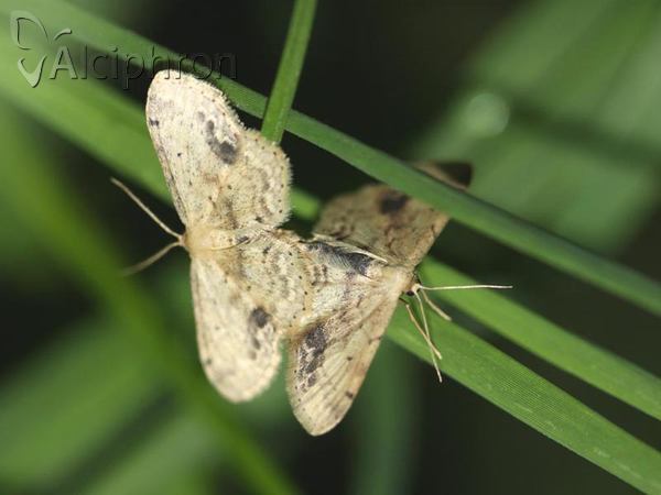 Idaea dimidiata