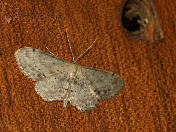 Idaea dimidiata