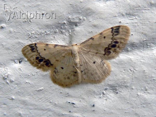 Idaea trigeminata