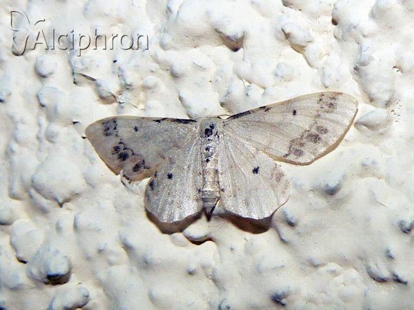 Idaea trigeminata