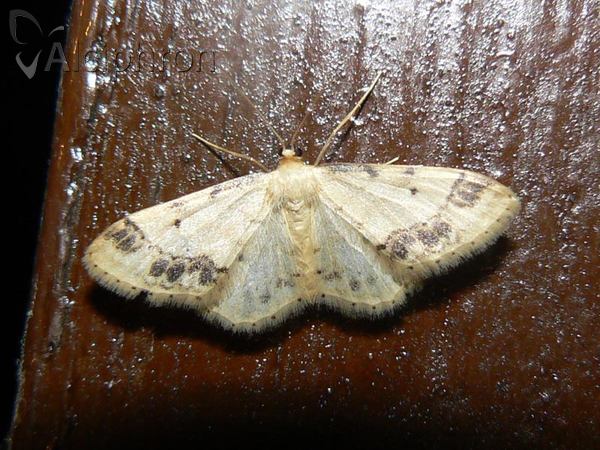 Idaea trigeminata