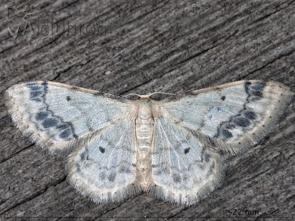 Idaea trigeminata